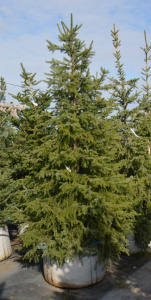 Ель сербская, Picea omorika (5)