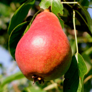 никаd