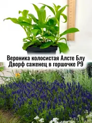 Вероника колосистая Алсте Блу Двоф многолетние цветы саженец