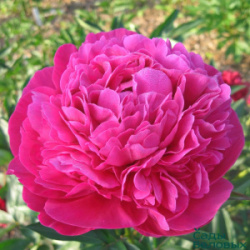 paeonia-kansas-650x650