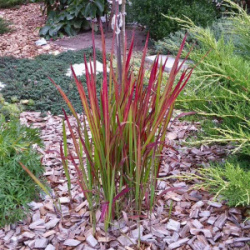 imperata-tsilindricheskaya-red-baron-s2-1