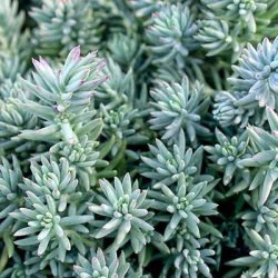 sedum_gibrid_blu_sprus