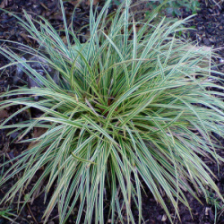 carex-