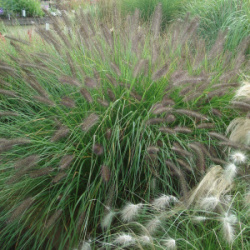 Pennisetum_alopecuro_des_viridescens_80077_1