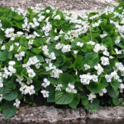 albiflora