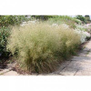 grass-seeds-deschampsia-cespitosa-seeds-pixie-fountain-tufted-hair-grass-great-ornamental-grass-for-cool-temperature-1-700x700