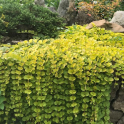 Вербейник монетчатый желтый Lysimachia nummularia