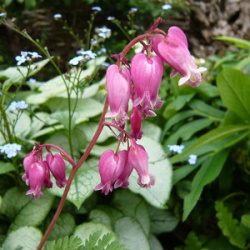 dicentra_krasivaya_adrian_blyum